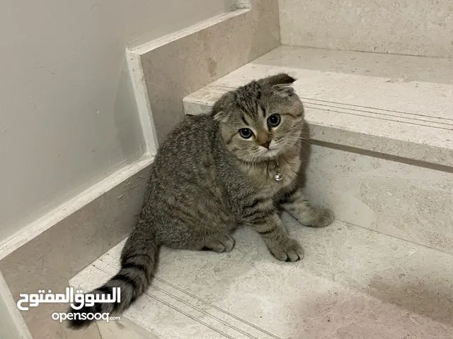 قط سكوتش فولد 4 شهور مع اغراضه الكاملة