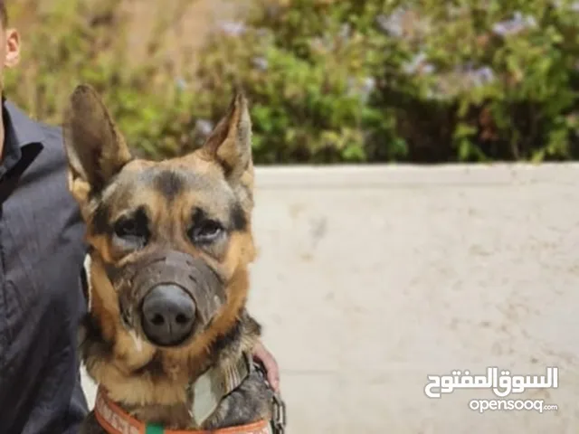 كلب جيرمن بيور عضم عريض مدرب حراسة أو شراسه