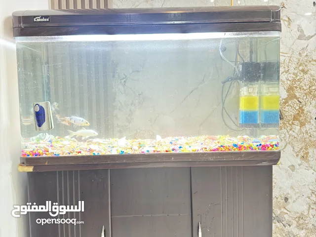 حوض أسماك للزينة