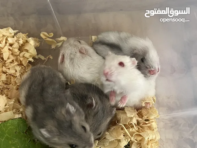 هامستر روسي الصغير