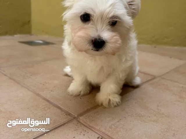 Havanese 50days old male without vaccine