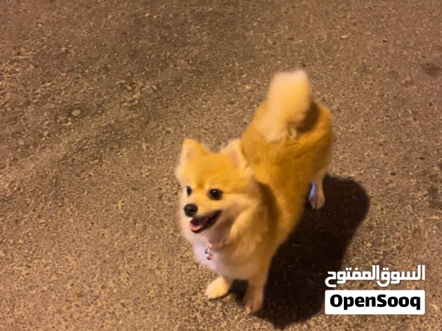 للبيع أنثى بسعر مغري جداً