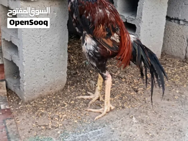 ديج هراتي مخلف مرسس تبزير عمره سنه و نص الديج مال تبزير راسلني و تدلل