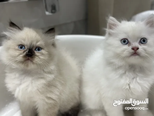 قطط هيمالايا  شيرازي للبيع  Himalayan persian kittens for sale