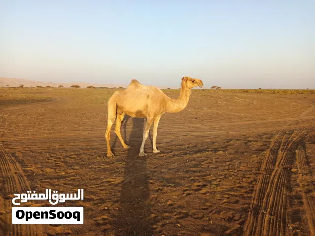 ناقه مدني للبيع ..