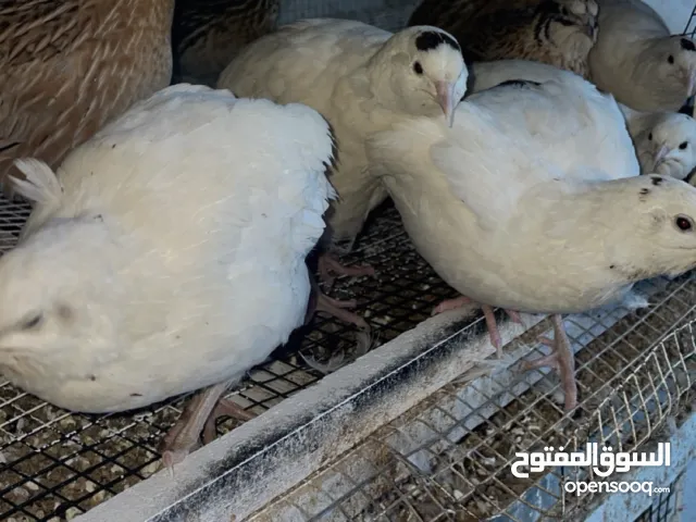 يوجد لدينا فر لل بيع