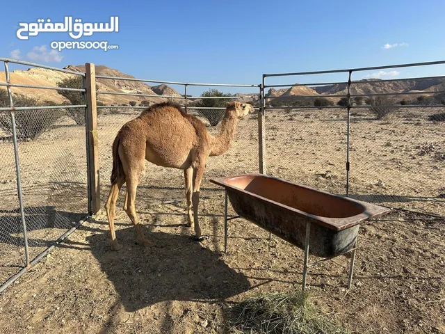 بكره عمر سنه