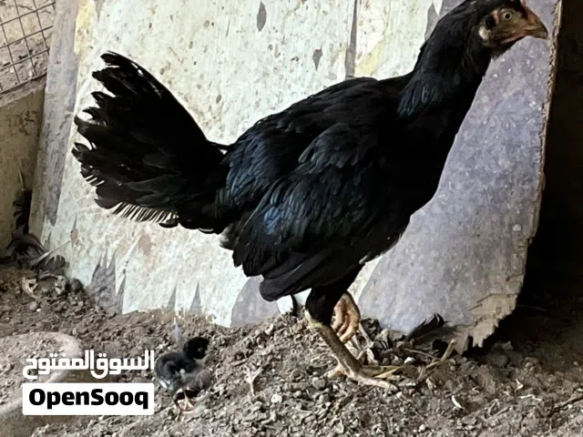 Pakistani Female hen with chick for sale