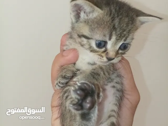 قطه كتنز كتن و بطه عدد 3 بطات و سلاحف بريه و قطة سيامي كبيره منتجه تربيه منزليه لقطه كوم هامستر