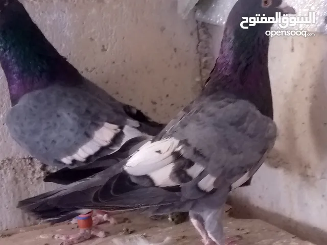 ثلث جواز شغالات جوز وجوز مسويد سلفر وجوز عباسنه وجوز شكالي زرق نخب شرعات نخب