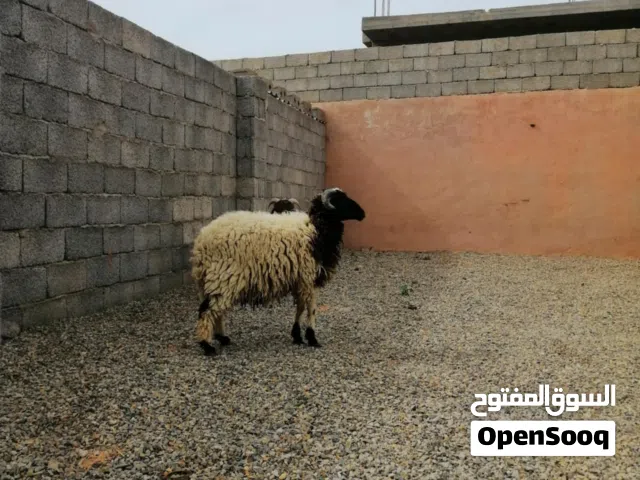 زوز خرفان اللة يبارك عمرھم 8شھور