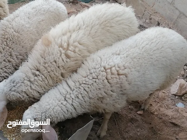 اضاحي للبيع