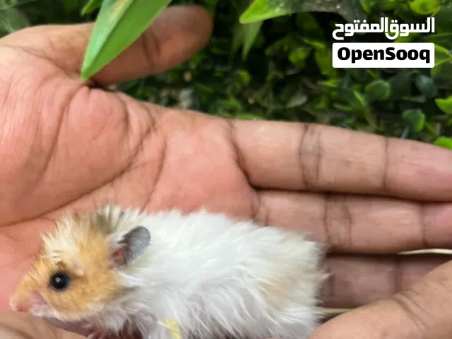 Syrian Hamsters – Babies, Teens & Adults – Healthy & Friendly/ هامستر سوري – صغار، مراهقين وكبار – ص