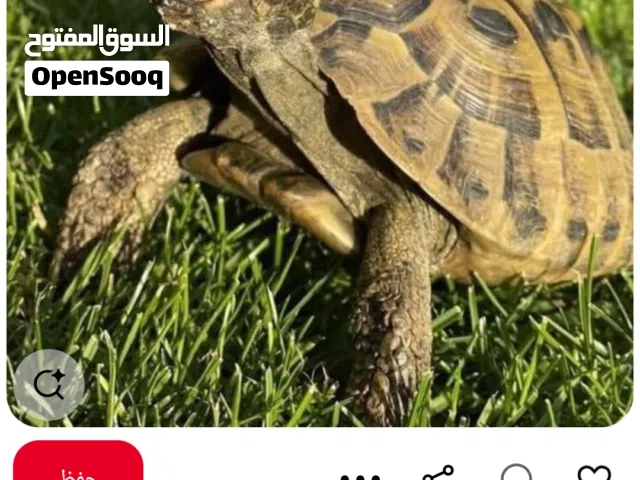 سلحفاة  بحجم اليد. برية