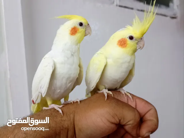 جواز كنار جوز دره اليفات كوكتيل اليف ذكور كنار جوز فيشر تحتو بيض