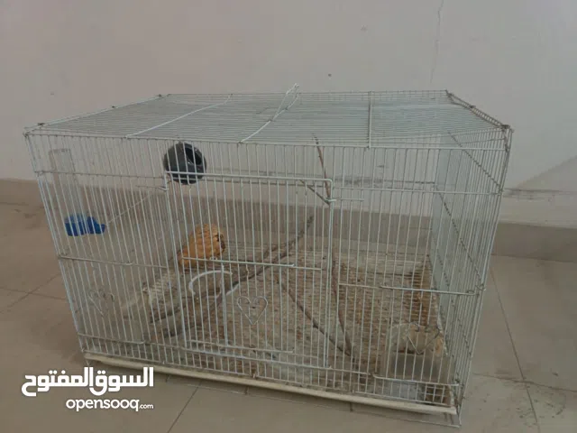 قفص طيور كبير