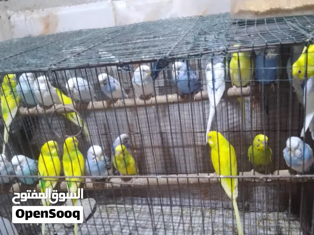 طيور حب للبيع 150وبيهن مجال