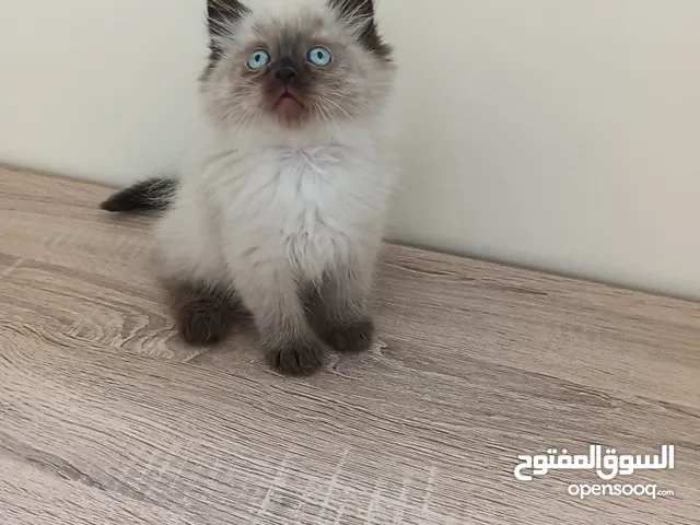 Pure Ragdoll Kittens