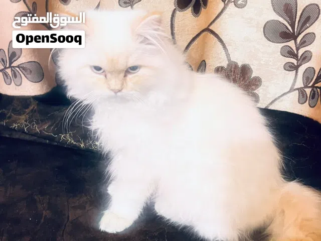 قطط للبيع تشكيله نظاف جدا وبياكلو  دراي فود  واكل بيت  متعودات ع التر بكس