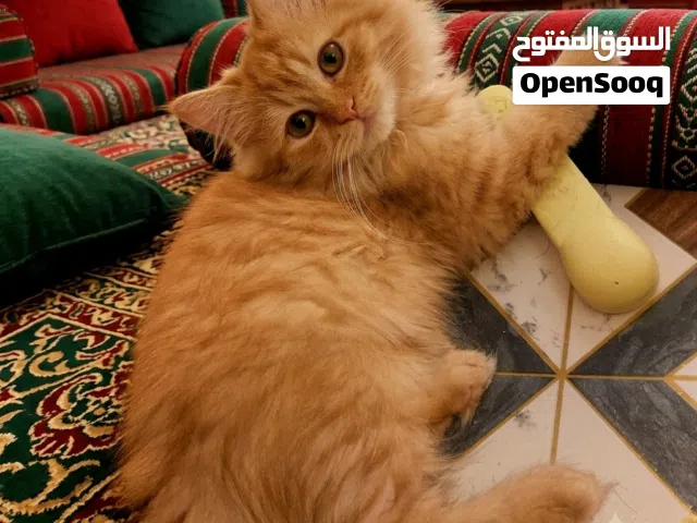 قطط بيرشن لون برتقالي ذكور