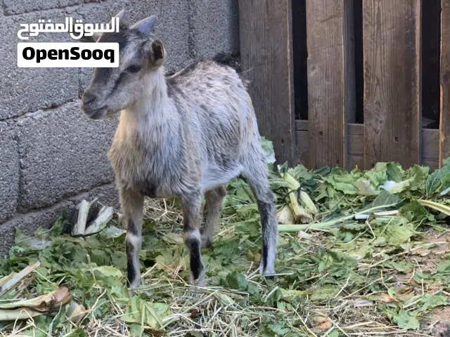 كوبية جميلة الله ايبارك تفضل بقراءة الوصف