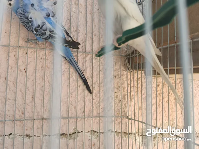 طيور حب للبيع