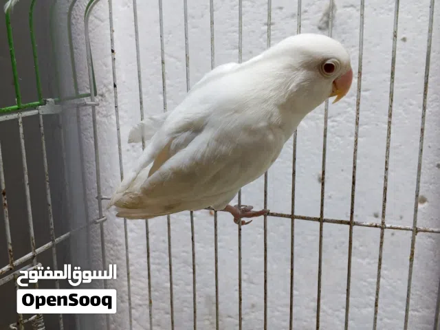 تك البينو عين حمرا للبيع او امروس اب نثيه كناري