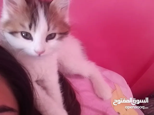 قصه سكره و لوزه أنقذت امهم (ببلي) من شارع لما أهلها ىموها وهيا حامل ولدت عندي وكبرو ولادها عندي