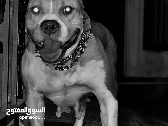 بيتبول للبيع معشره