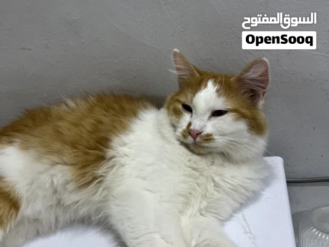 قط ذكر للتبني