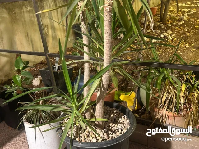 ثلاث قوارير زيعة حجم كبير بسعر مغري جداً للبيع