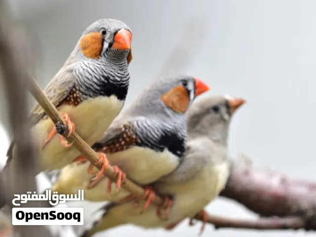 فنجس سوبر جامبو