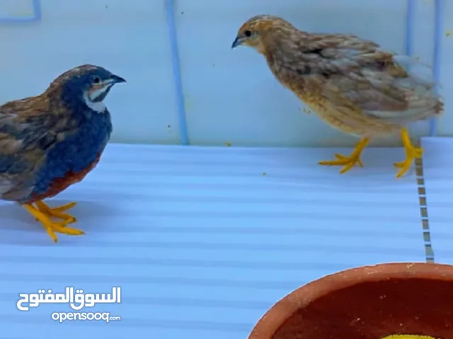 متوفر 6ازواج فري صيني