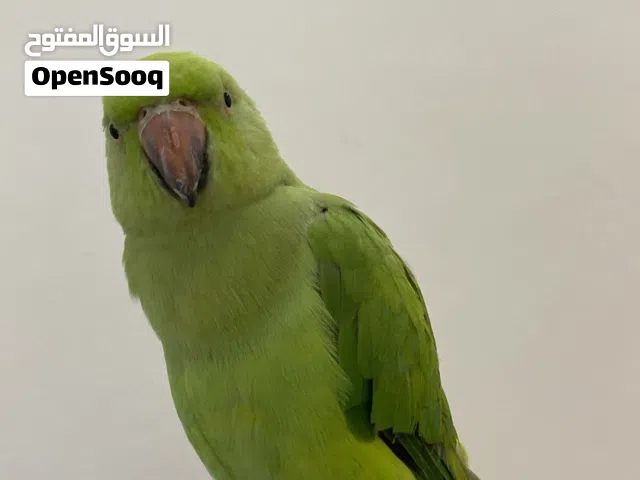 بغبغاء دره متوه للبيع