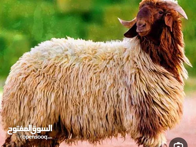 خرفان محلية طيبة