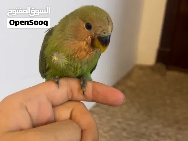 لاف بيرد أليف