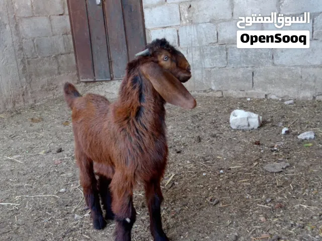 جدي للبيع ع المعلف