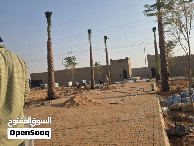 مـقاول نخـيل واشـنطن زيـنه   نخـل عـربي مثـمر  نخـل ملـوكي