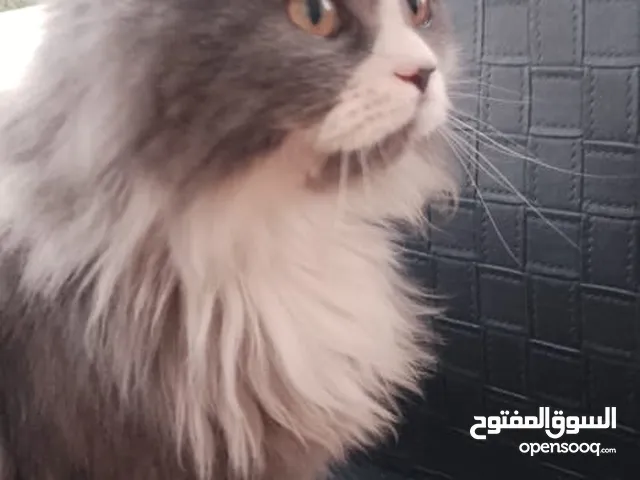 قط شيرازي للبيع