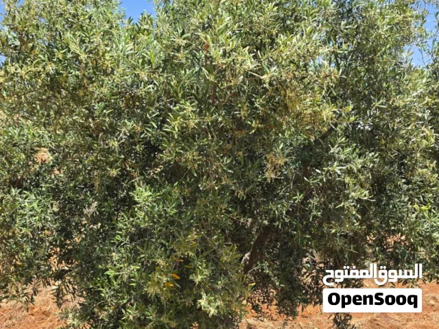 Farm Land for Sale in Jerash Other