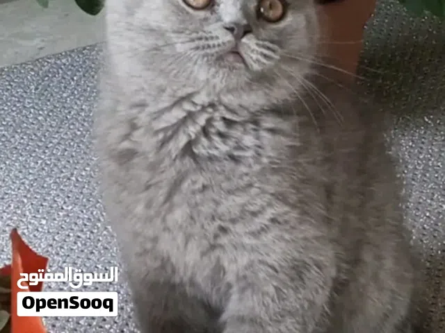 قطط مميزه ورائعه للبيع