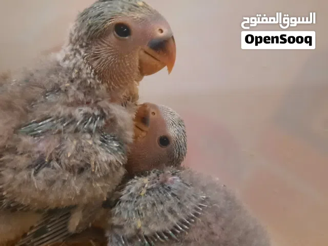 للبيع فروخ لاف بيرد