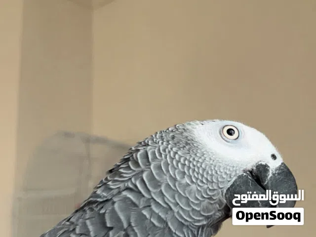 ببغاء كاسكو