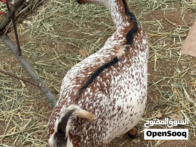 غنم محليات شحريات