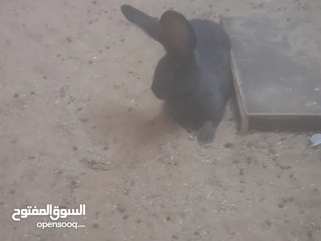 ارانب الماني للبيع