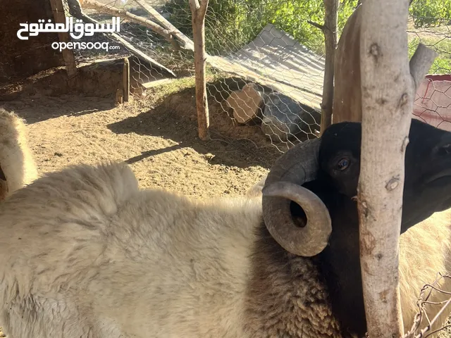 كبش الله يبارك