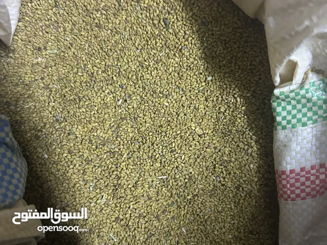 بذر طعام العمر 4 سنوات مطلوب فيه 70 ريال انتاج السنه قبل ف حدود العقول