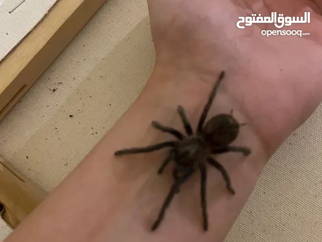 كرلي هير ترانتولا curly hair tarantula