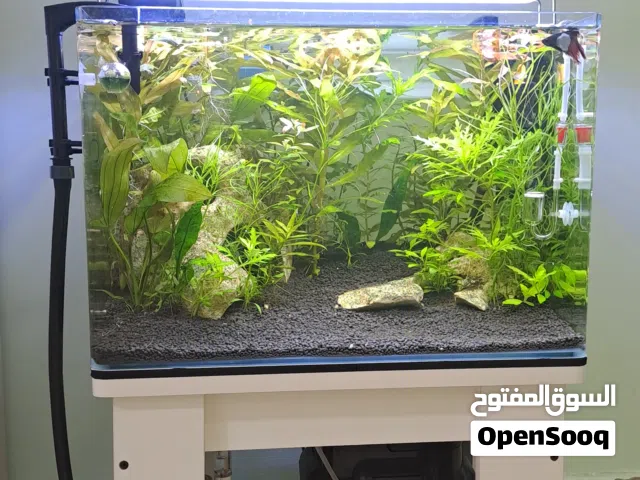 تصميم احواض السمك