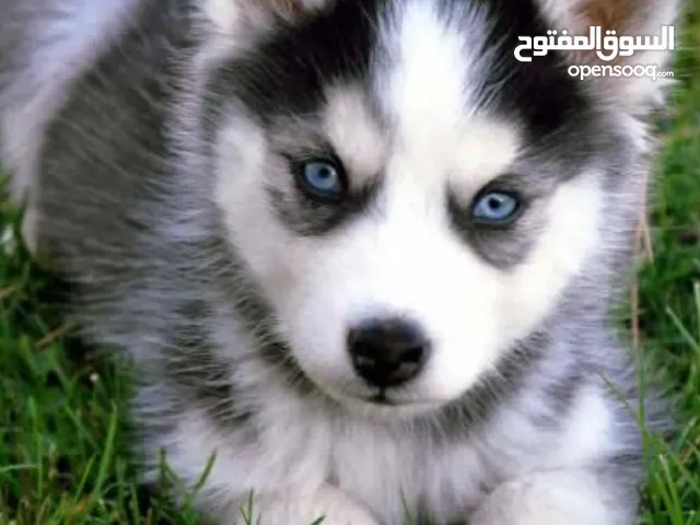 مطلوب كلب هاسكي للبيع بسعر من 25الى30